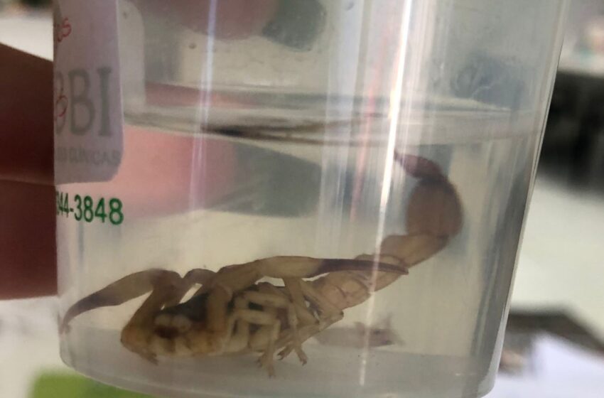  Nova espécie de escorpião é encontrada em Chapecó
