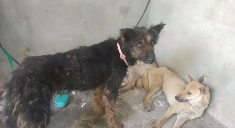  ONG salva 386 cachorros que seriam sacrificados em festival de carne canina na China